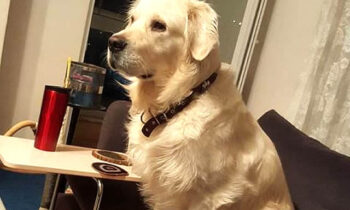 cane turco