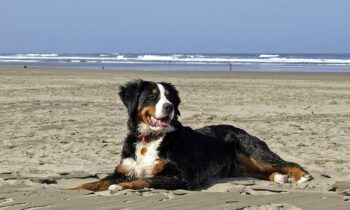bovaro del bernese