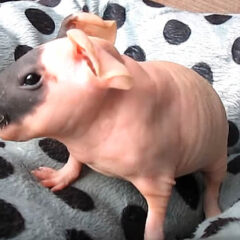 skinny pig