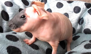 skinny pig