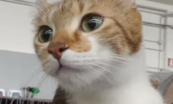 gatto american curl