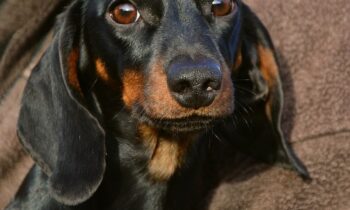 Bassotto cucciolo(Foto©Pixabay)