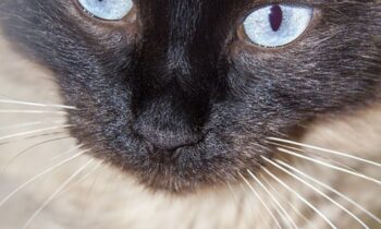 gatti orientali allevamenti