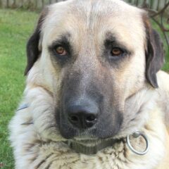 kangal dog