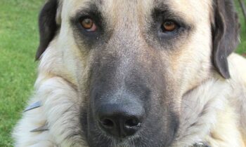 kangal dog