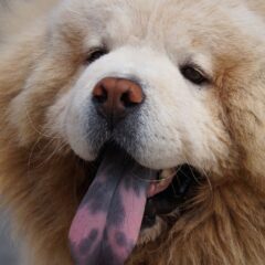 chow chow cucciolo