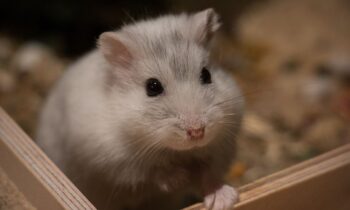 criceto nano russo