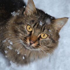 gatto siberiano prezzo