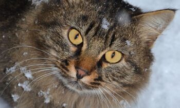 gatto siberiano prezzo
