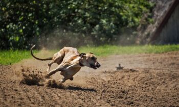 levriero greyhound prezzo