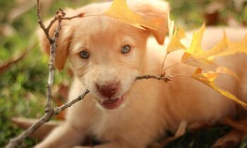 labrador retriever