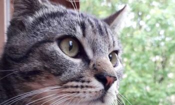 gatto egizio
