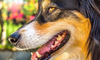australian shepherd