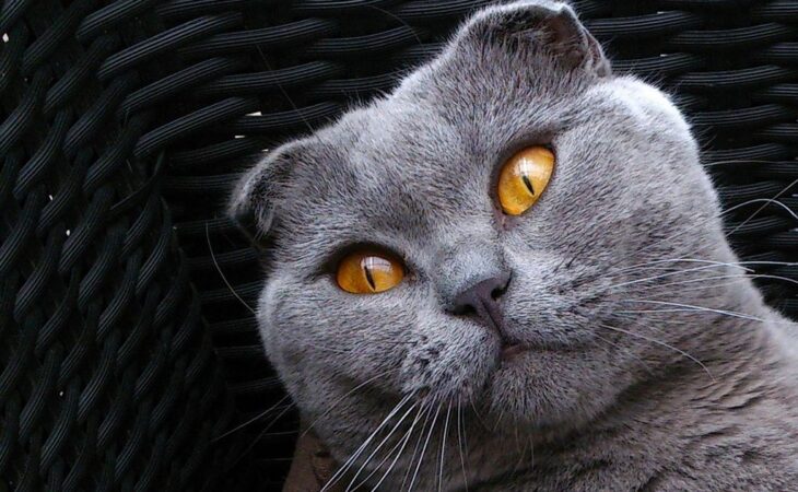 gatti scottish