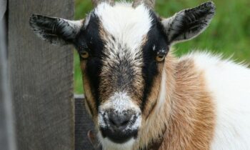 capra boera caratteristiche