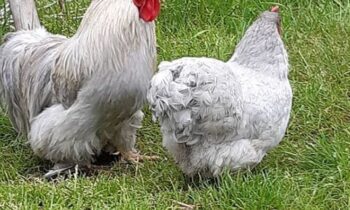 galline cocincina