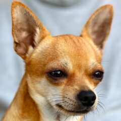 chiwawa