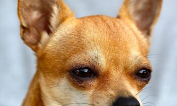 chiwawa