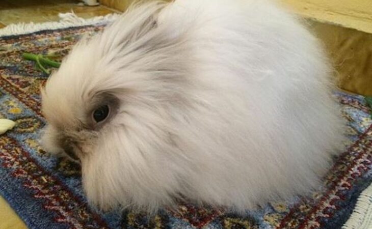 conigli d angora