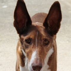 cane del faraone
