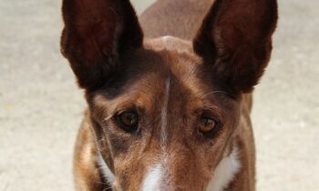 cane del faraone