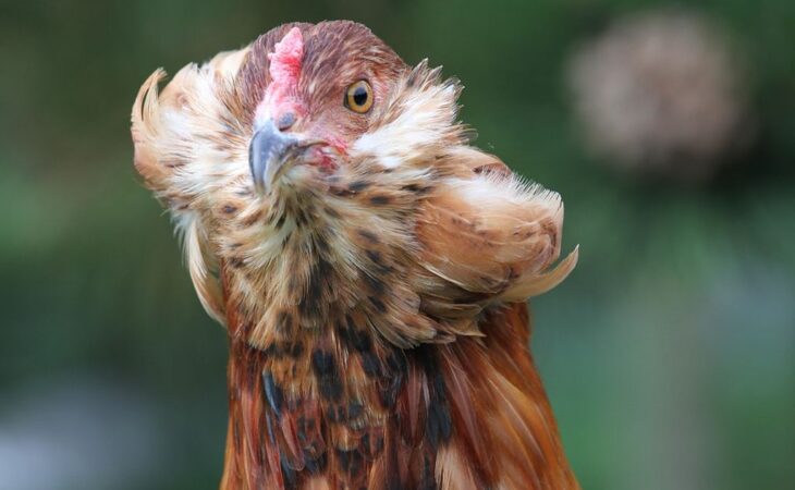 gallina araucana