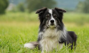 borderline collie