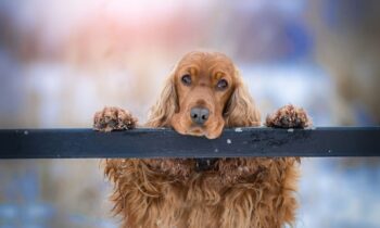 cocker