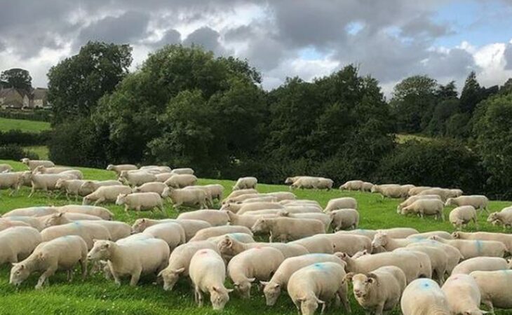 dorset horn
