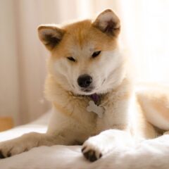 american akita