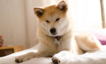 american akita