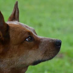 pastore australiano kelpie