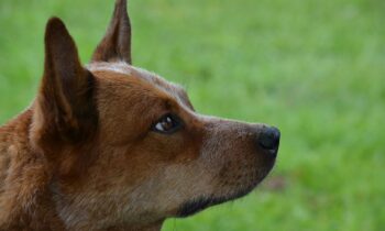 pastore australiano kelpie