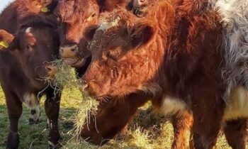 shorthorns