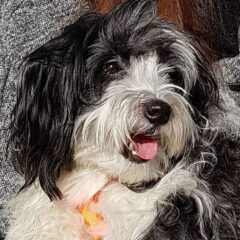 piccolo cane leone