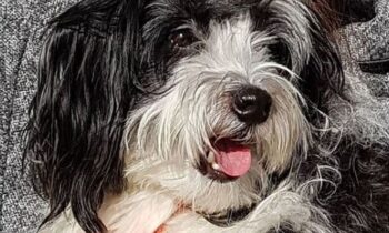 piccolo cane leone