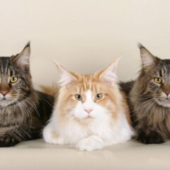 main coon