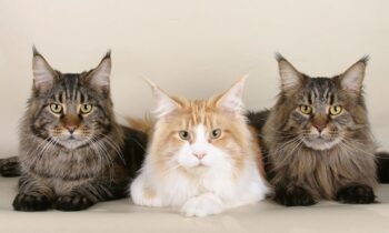 main coon