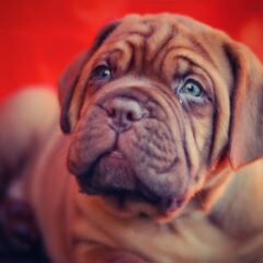 mastino inglese