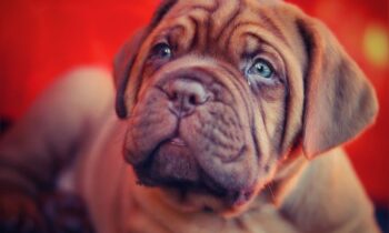 mastino inglese