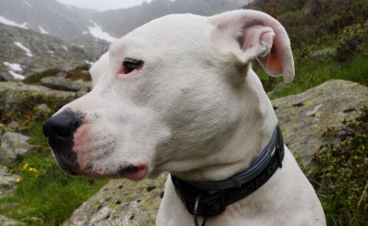 dog argentino