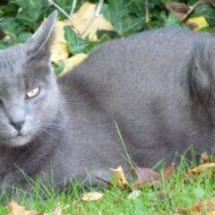 gatto korat prezzo