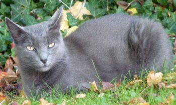 gatto korat prezzo