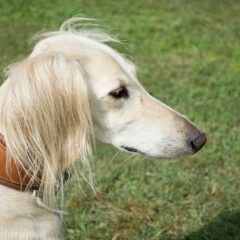 saluki prezzo