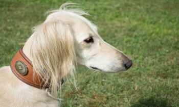 saluki prezzo