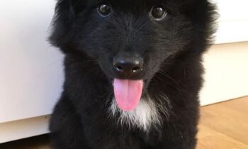 lapphund cane