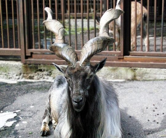 capre giganti