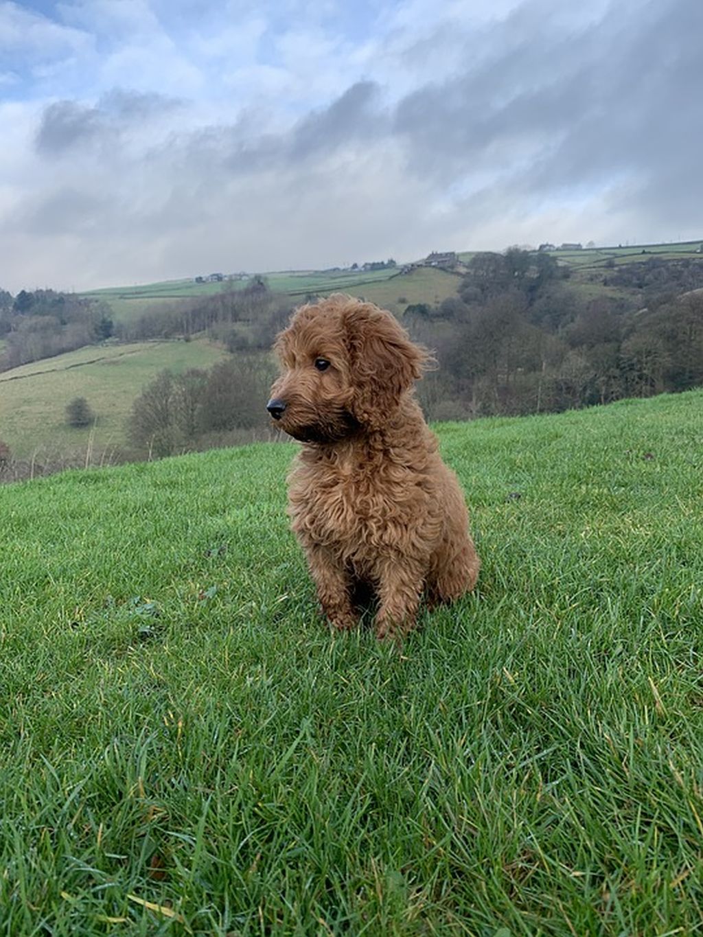 Cockapoo: informazioni e caratteristiche