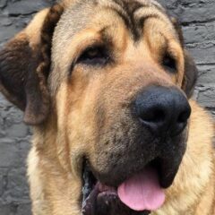 mastino spagnolo