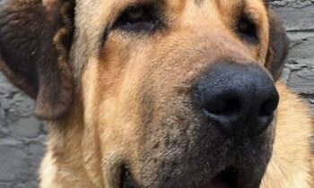 mastino spagnolo